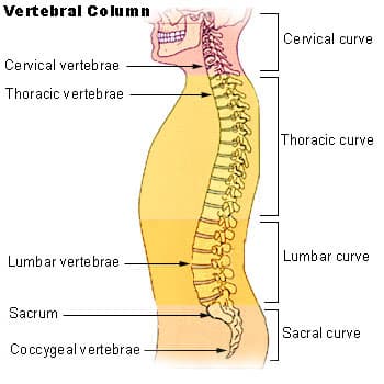 Osteoporoz Rehabilitasyonu